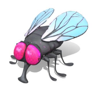 Fly 3D Model